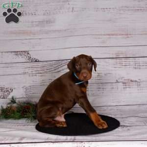 Jackson, Doberman Pinscher Puppy